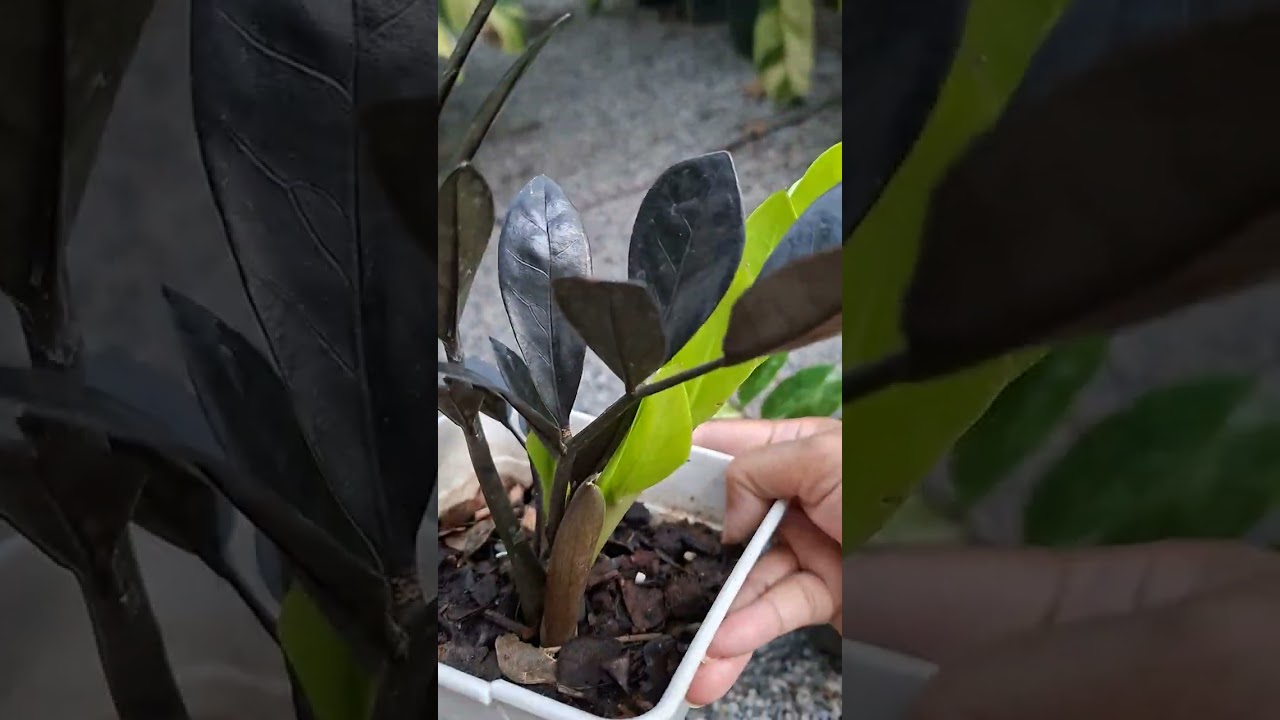 แบ่งปันกวักมรกตดำด่าง # กวักมรกตด่างขาวก้านเขียว # ไม้มงคล # ไม้ประดับ # มาดามน้ำเพขร