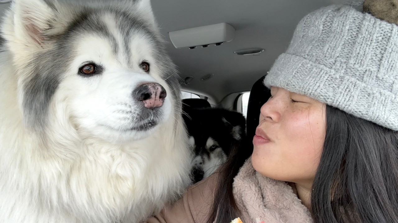 Mom's birthday treat hunt with puppies