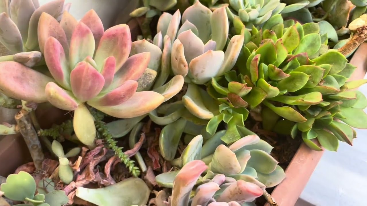 Süprızlı kargolara devam 🌸Sevil hanımın kargosu 🌸
