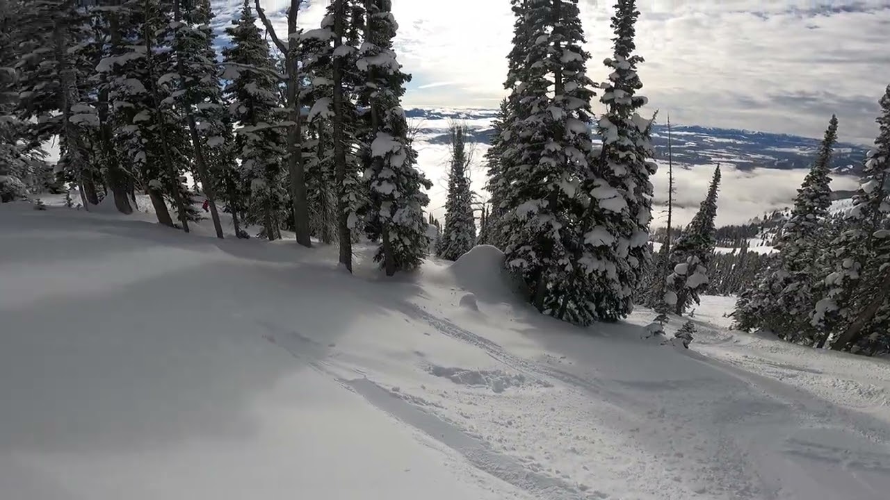 Through the trees and powder at Jackson Hole