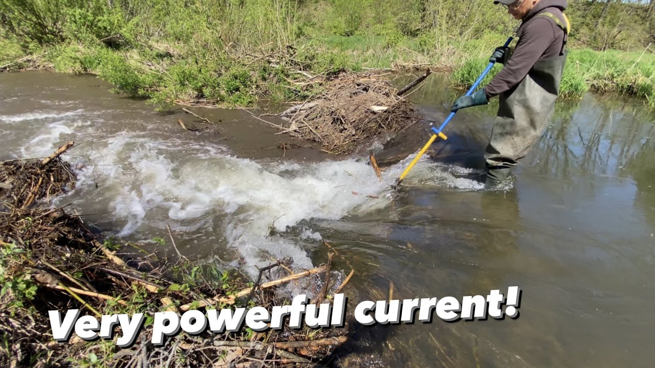 Beaver dam released TONS OF WATER.