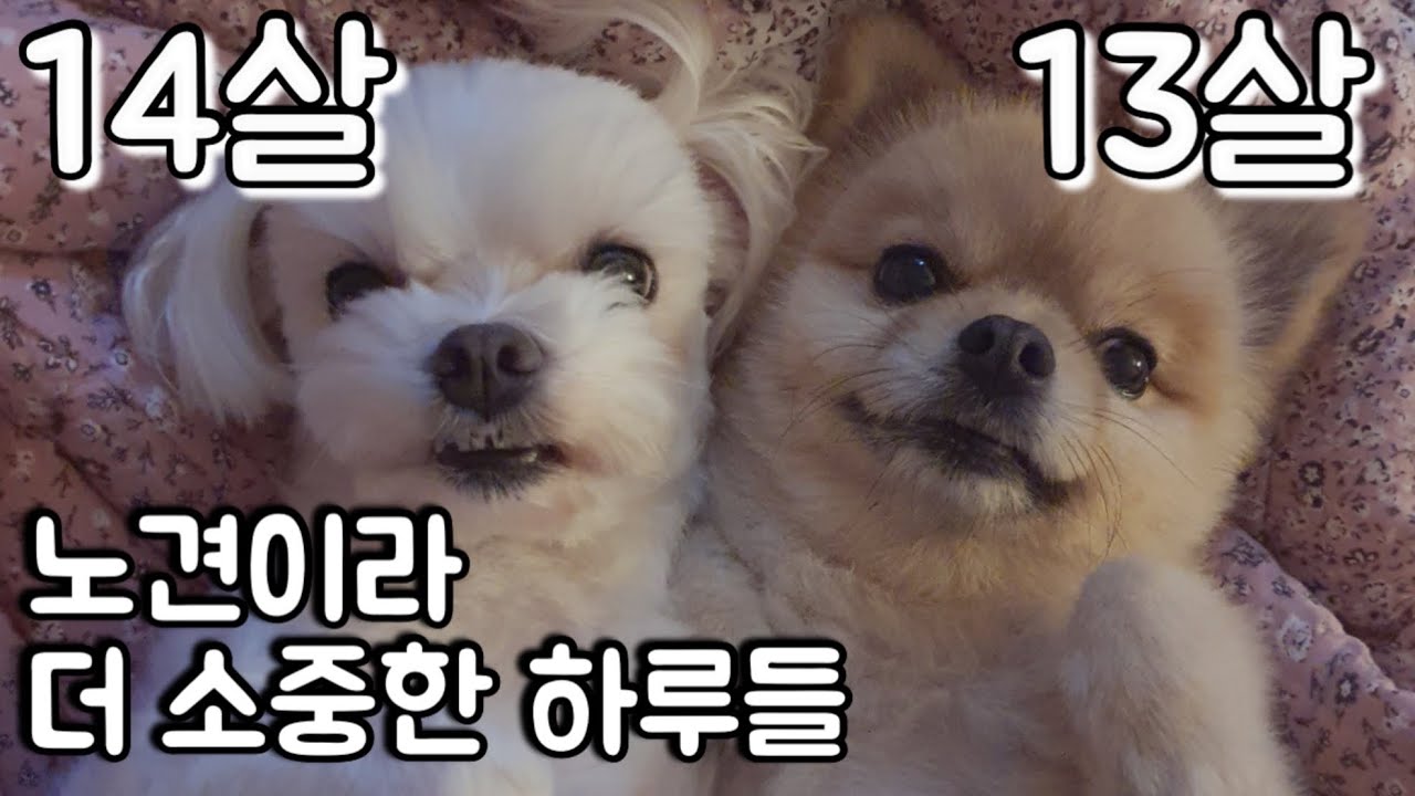 🐶 노견강아지들의 일상 브이로그 🐶 말티즈/포메라니안 