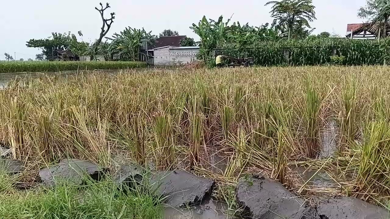 Joki traktor ngeluh batang padi masih tinggi #Traktor #kubota #quick 