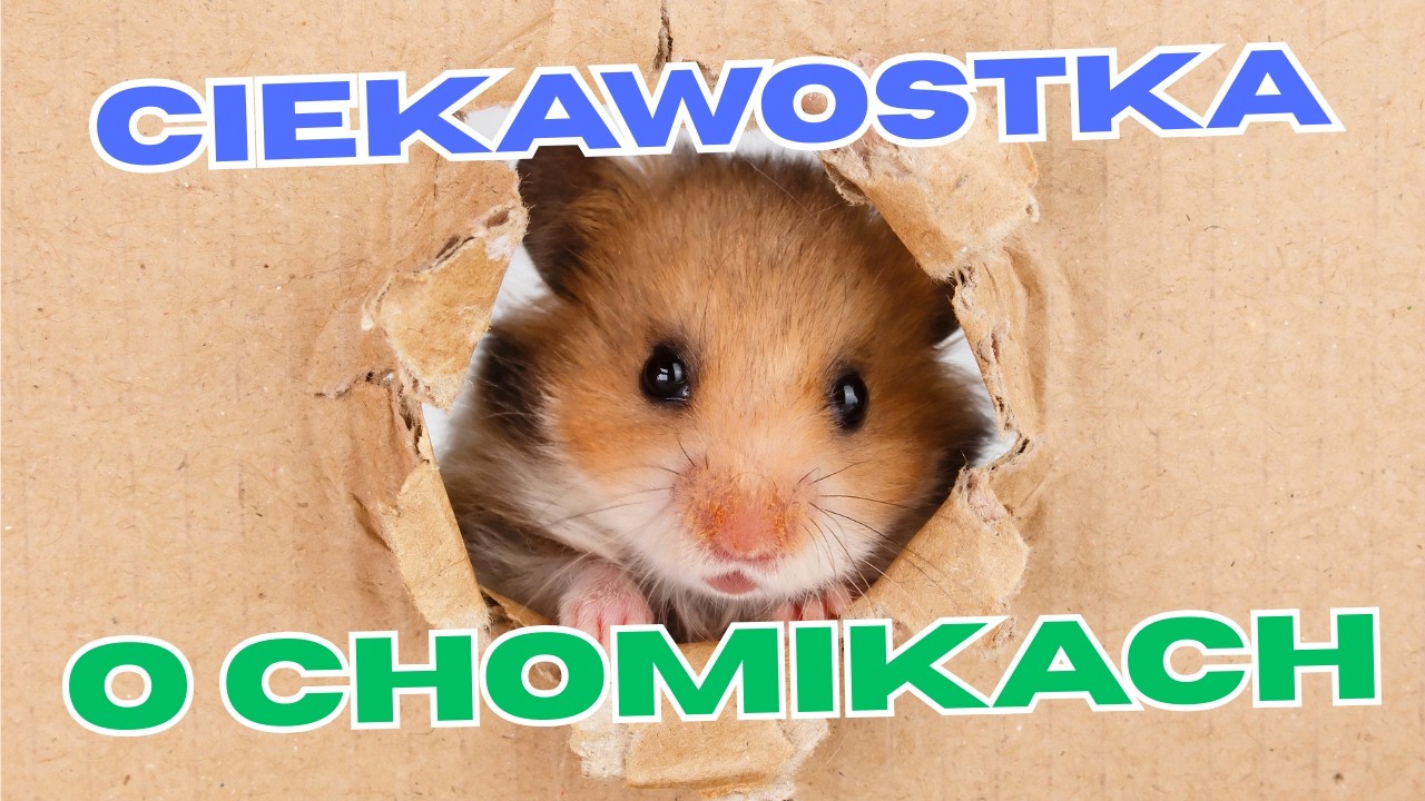 Twój chomik to nie chomik?