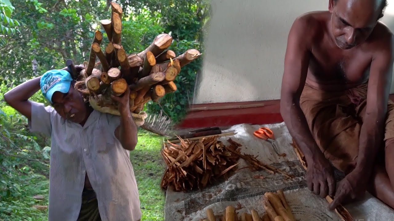 The process of making Ceylon Cinnamon spices - Short Documentary