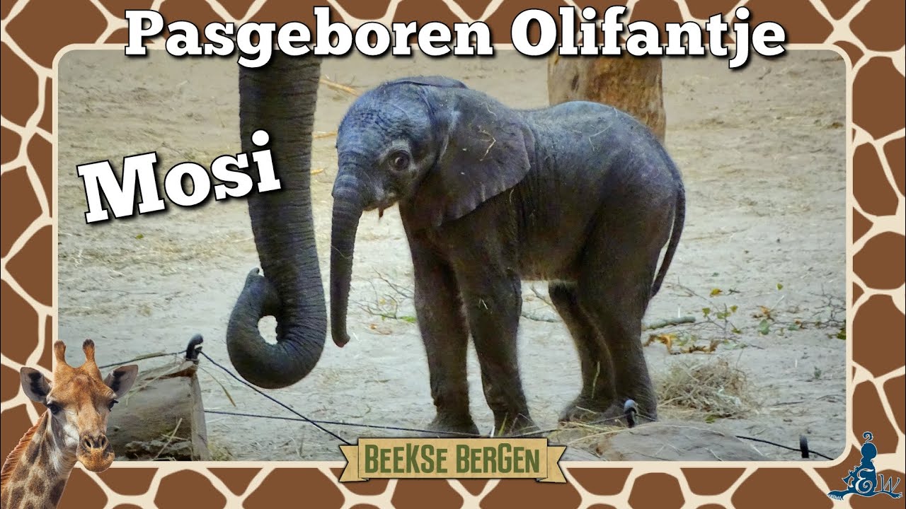 [Beekse Bergen] Olifantje 'Mosi' geboren 🐘
