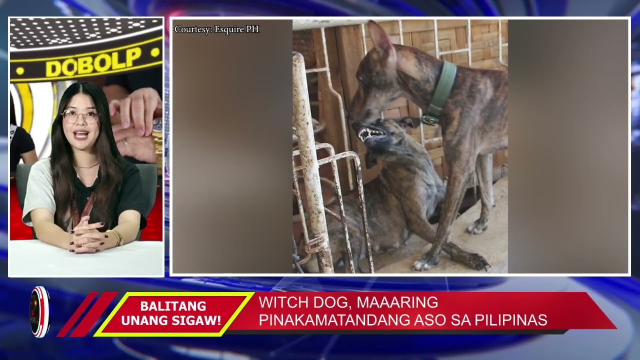 WITCH DOG, MAAARING PINAKAMATANDANG ASO SA PILIPINAS  | TV48 STATION