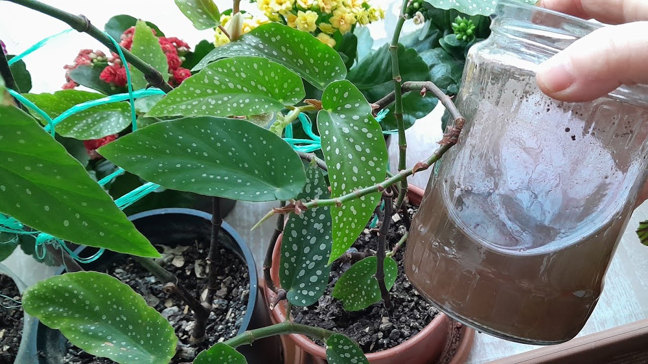 📣ÇİLLÎ BEGONYA BAKIMI🌱ÇİÇEK COŞTURAN YAPIMI 🥃TOPRAK KARIŞIMI VE KONUMU 💯#begonya  #plants #garden