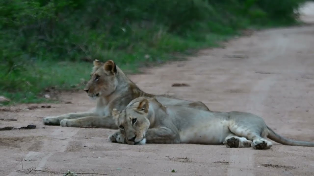 Young lion cubs playing in Sabie River bed close to Skukuza in Kruger National Park @PKSafaris