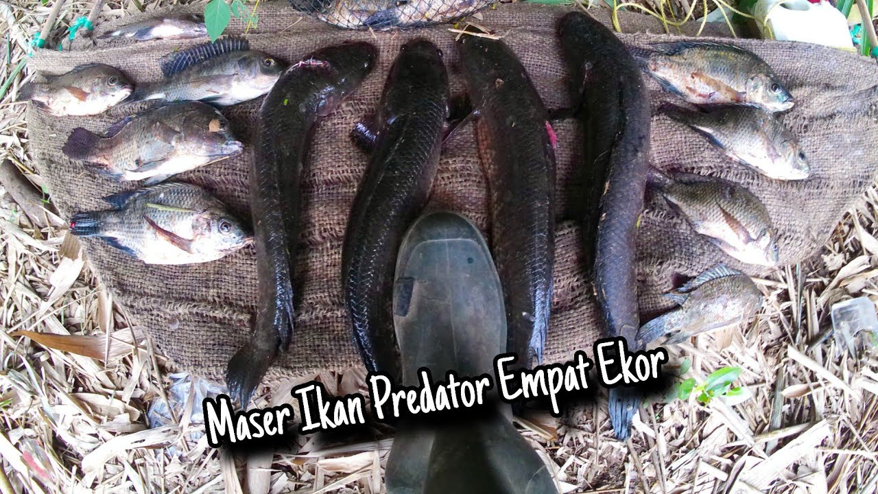 Maser Ikan Predator Empat Ekor Berhasil Kita Amankan 
