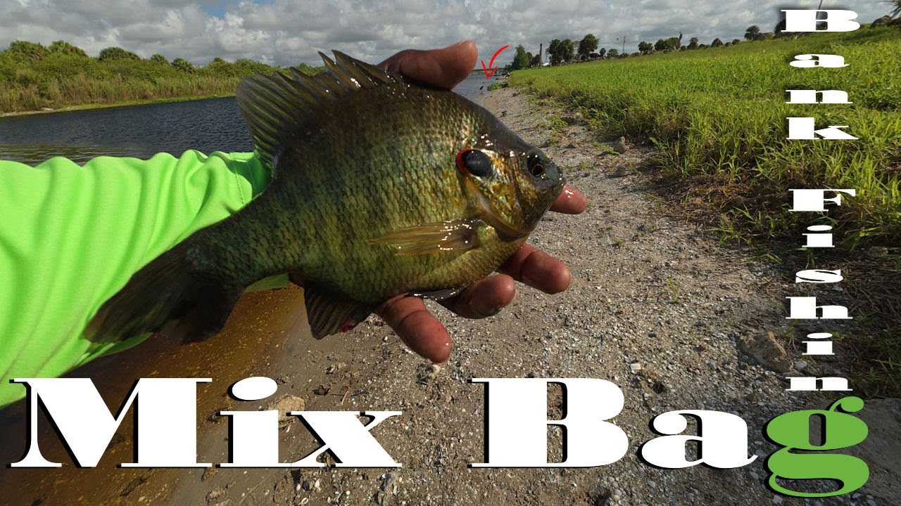 Bank Fishing at Harney Pond! Bluegill, Shellcracker, Tilapia & More on Light Tackle