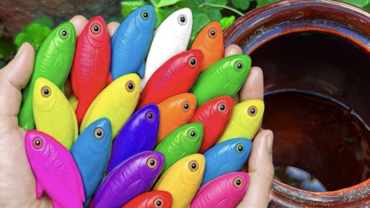 Catch Beautiful One Million Molly Fish, Big Catfish, Turtle, Goldfish, Pleco Fish, Aquarium Fish,