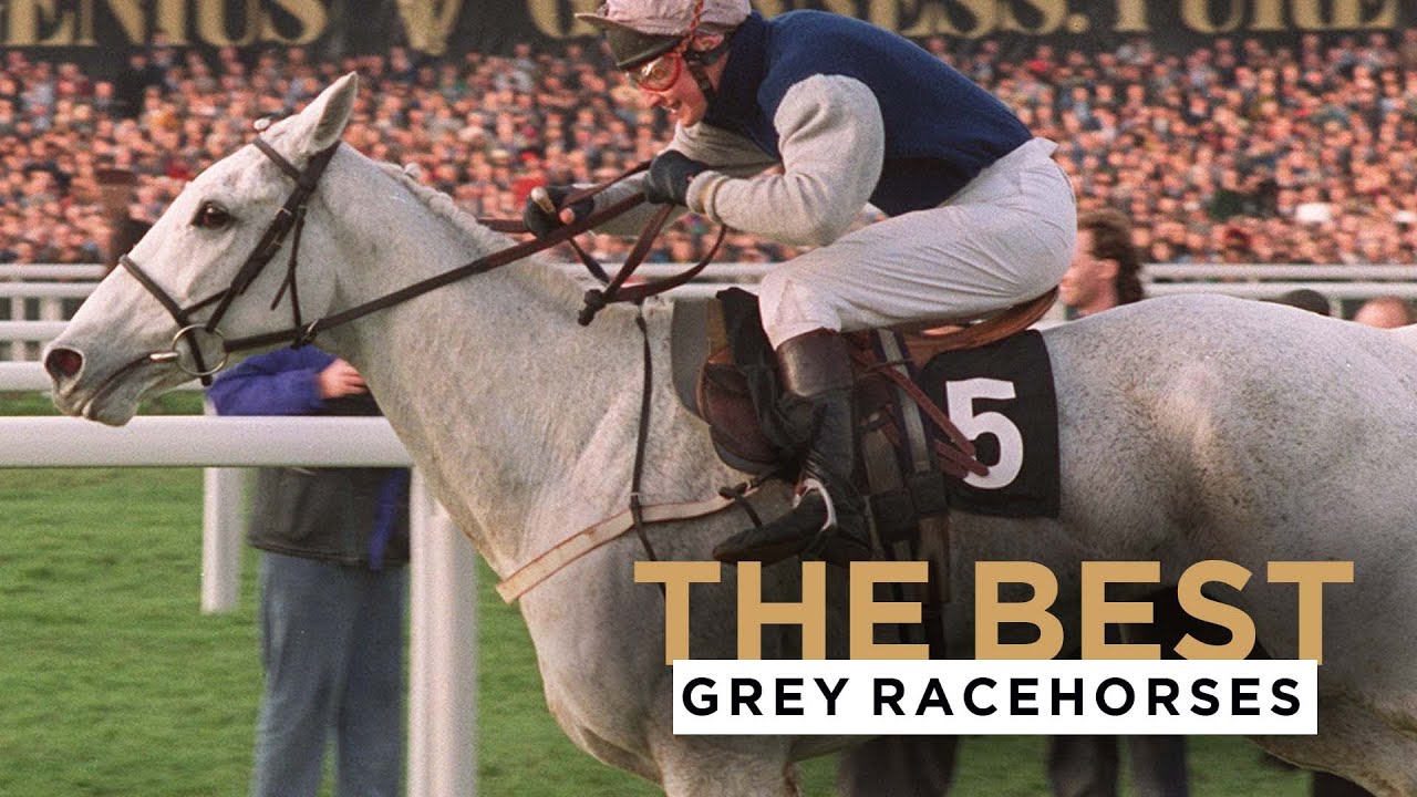 ARE THESE THE FIVE BEST GREY RACEHORSES?