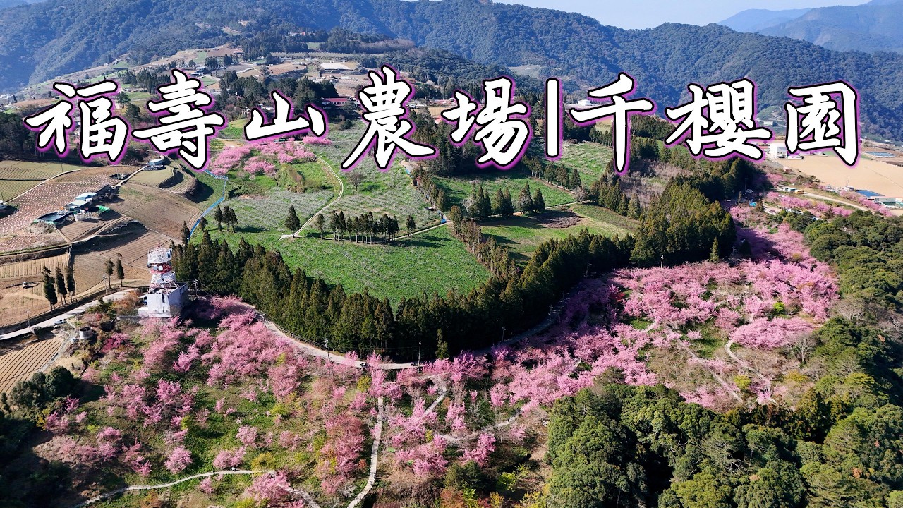 【8K 360°】福壽山農場┃千櫻園┃百花盛開┃全景紀錄