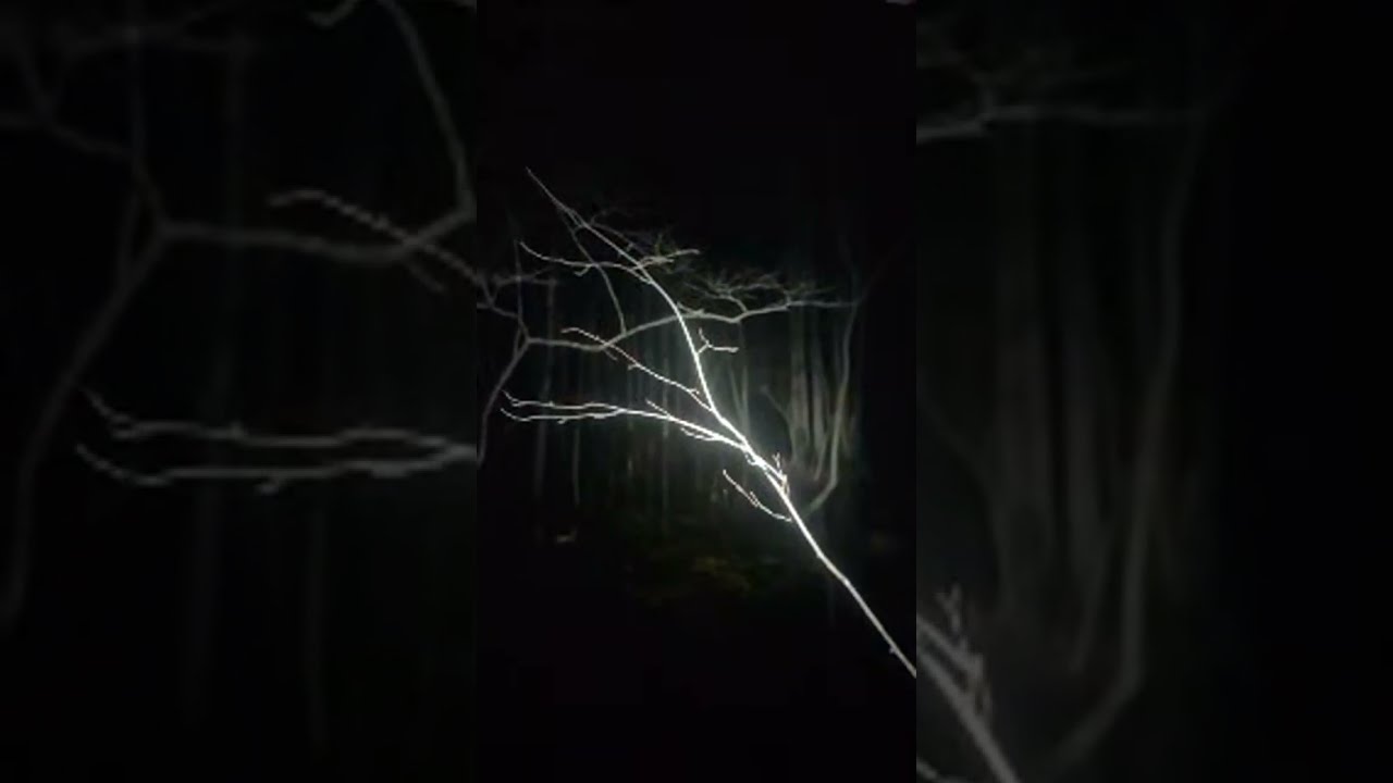 The Southern Sasquatch Project is live! Curtis in the woods