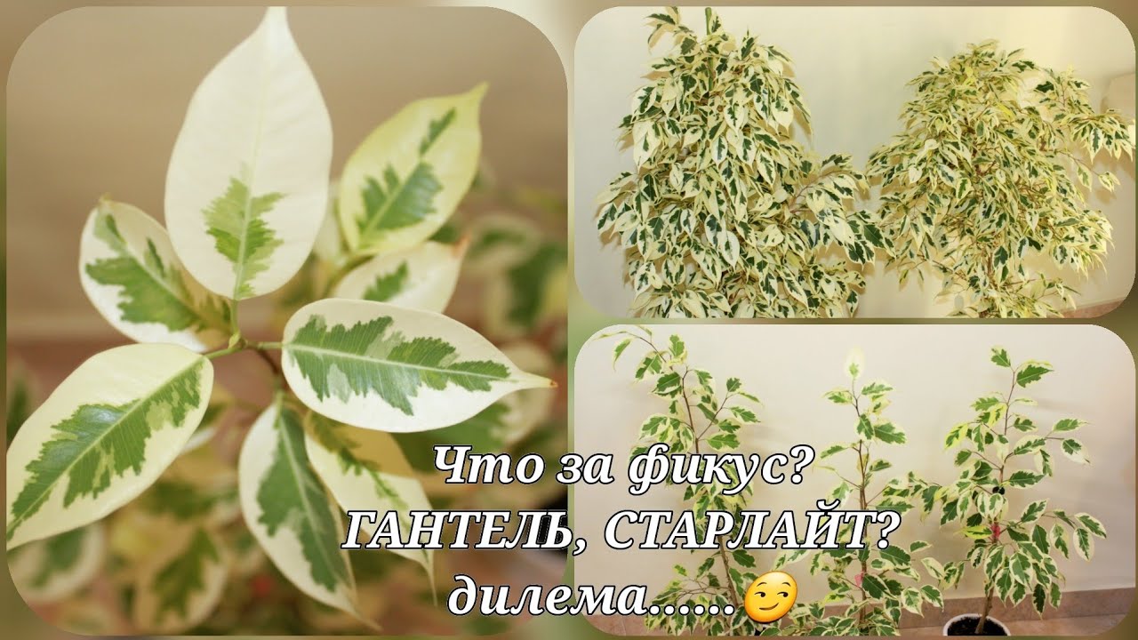 Фикус Бенджамина/вопрос по сорту Старлайт, Де Гантель???😏