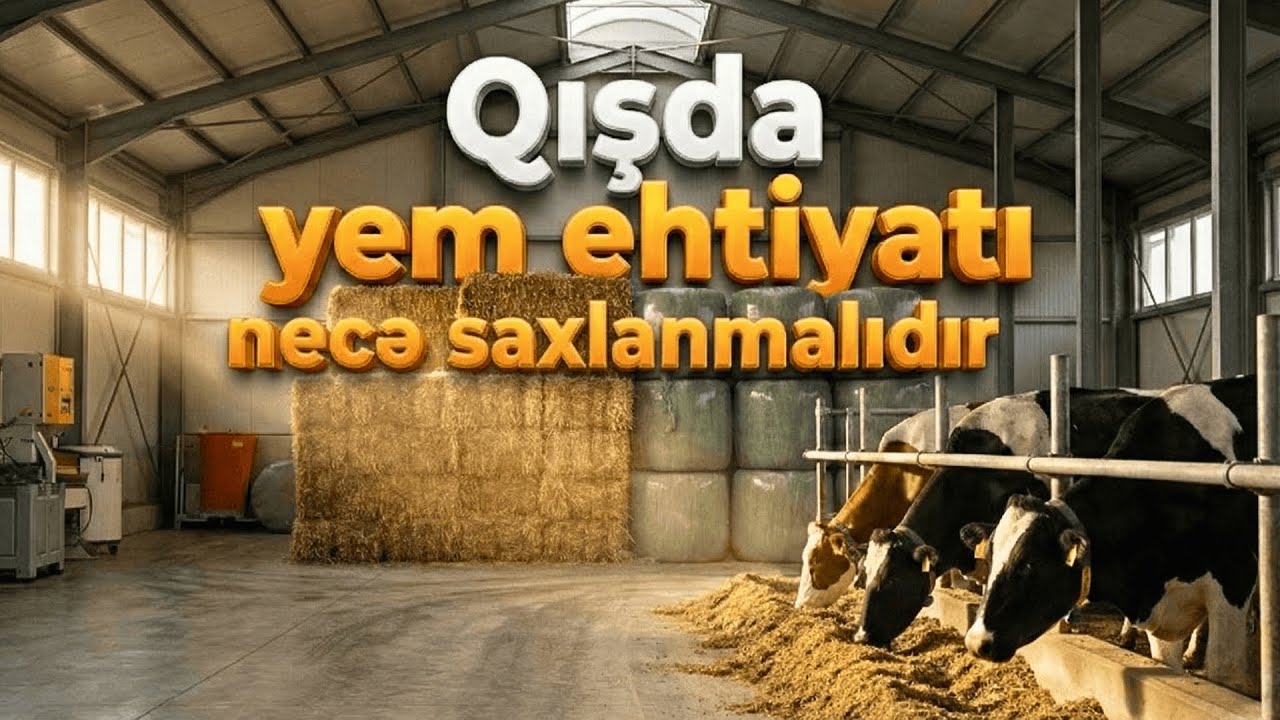Qışda Yem Ehtiyatının Düzgün Hazırlanması və Saxlanması | Fermer Saatı