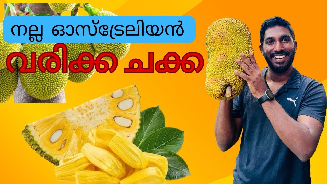 ഒരടിപൊളി ഓസ്ട്രേലിയൻ ഫാം ടൂർ 4K🇦🇺🇦🇺🇦🇺 / ഇവിടം സ്വർഗമാണ് /Australia Malayalam/#trending