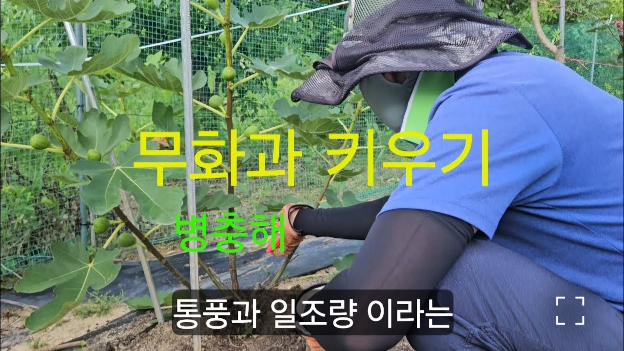 #텃밭 노지 무화과 관리 꿀팁