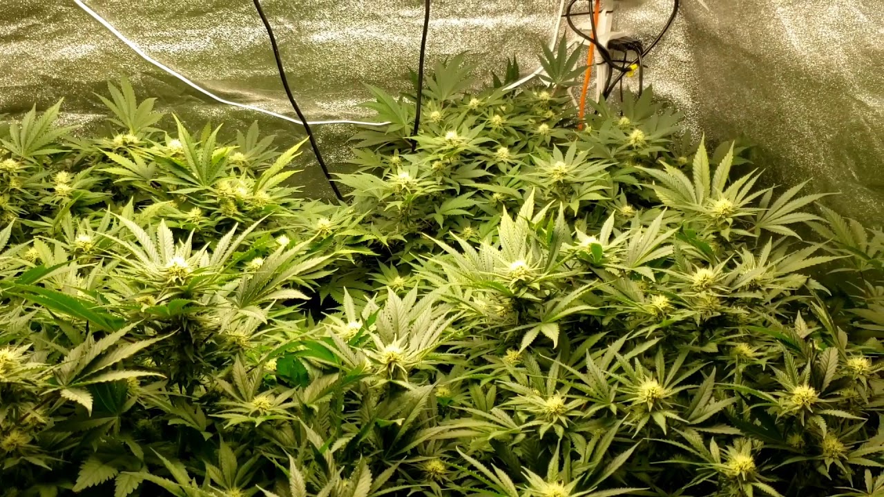 Green Crack flower week 3. DwC growing