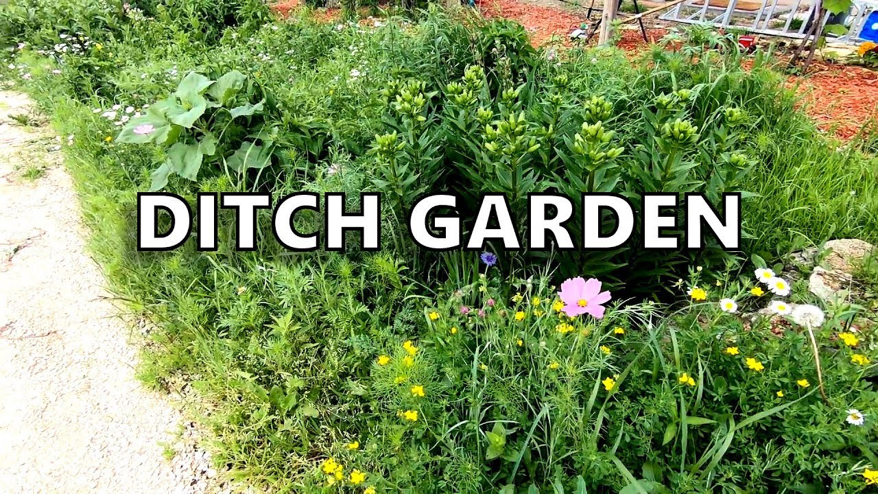 Ditch Garden Tour 06-22-18