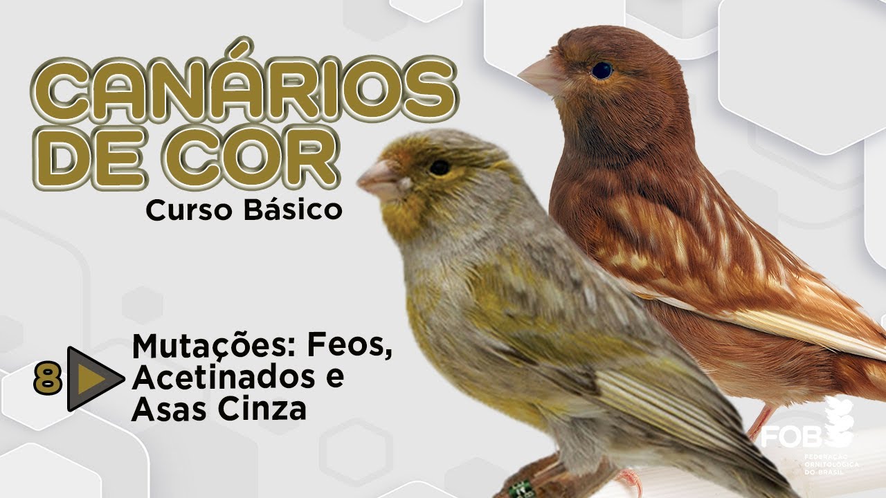 Aprenda sobre os canários Feos, Acetinados ou Asas Cinza – ep. 8 – mutações com regras próprias