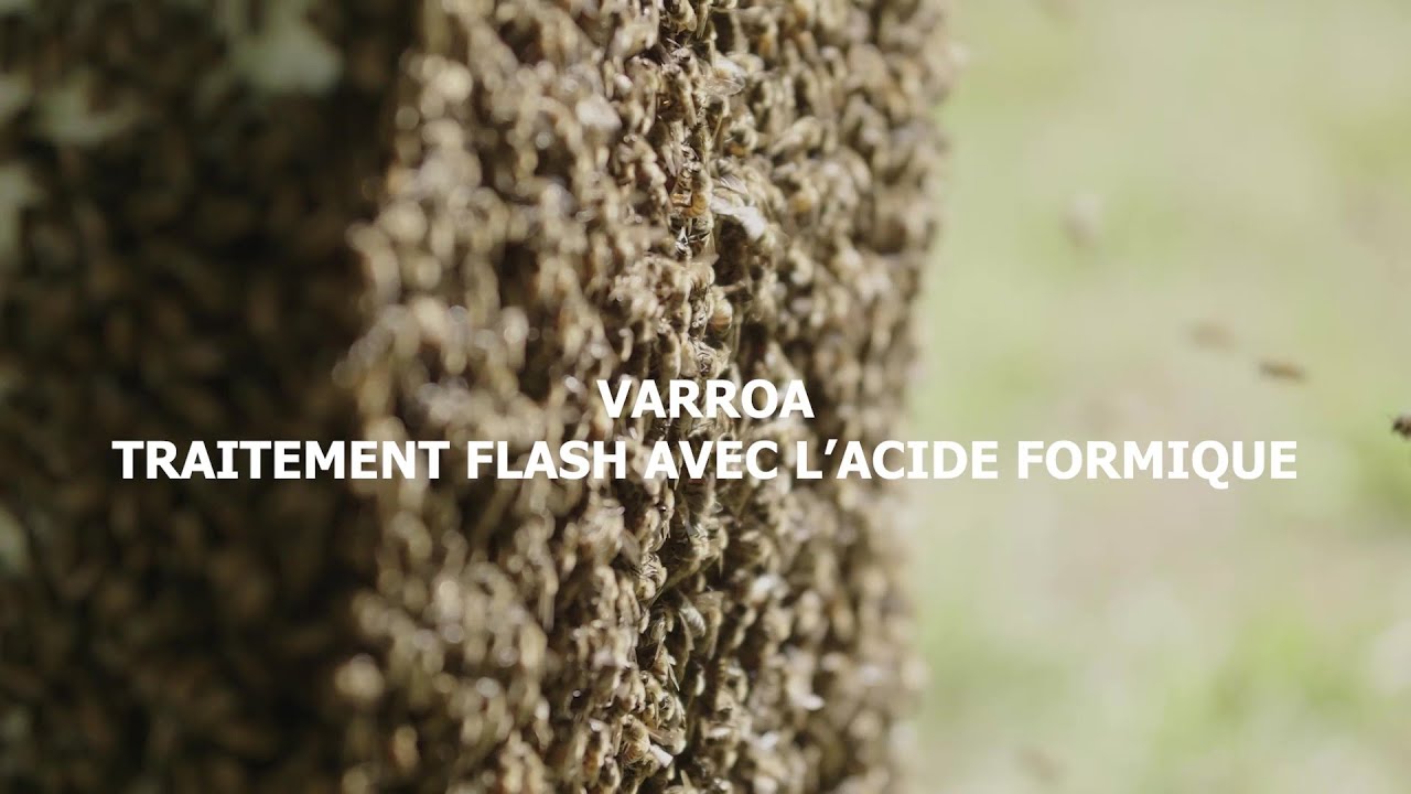 Varroa - Traitement flash avec l'acide formique