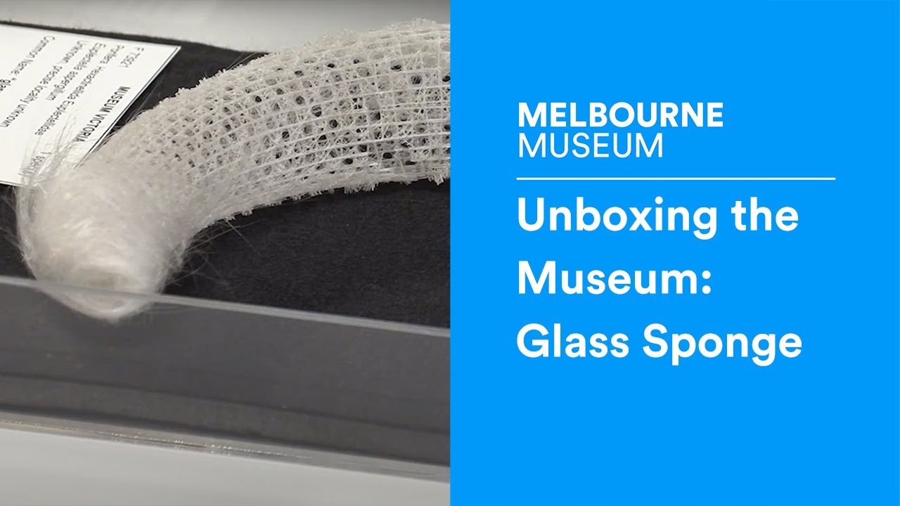 Unboxing  the museum: Glass Sponge