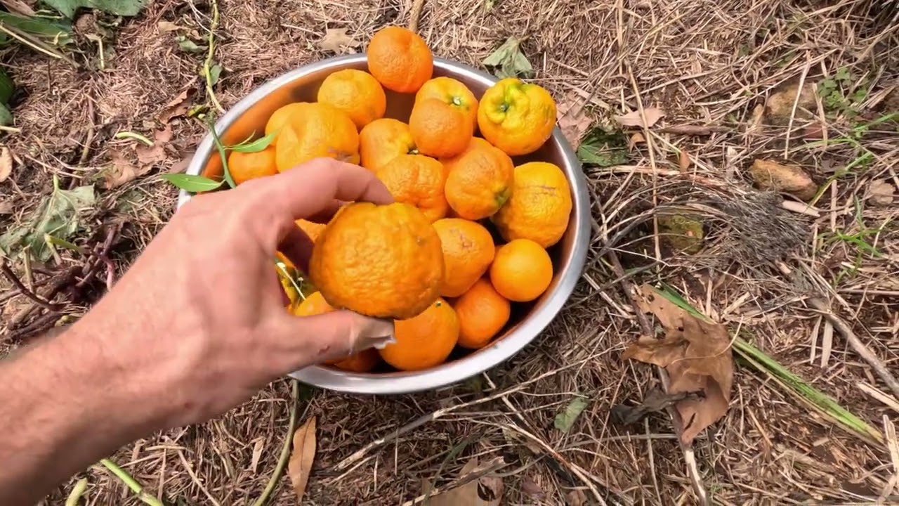 Picking the Last of The Prague Cold Hardy Citrus before the Cold