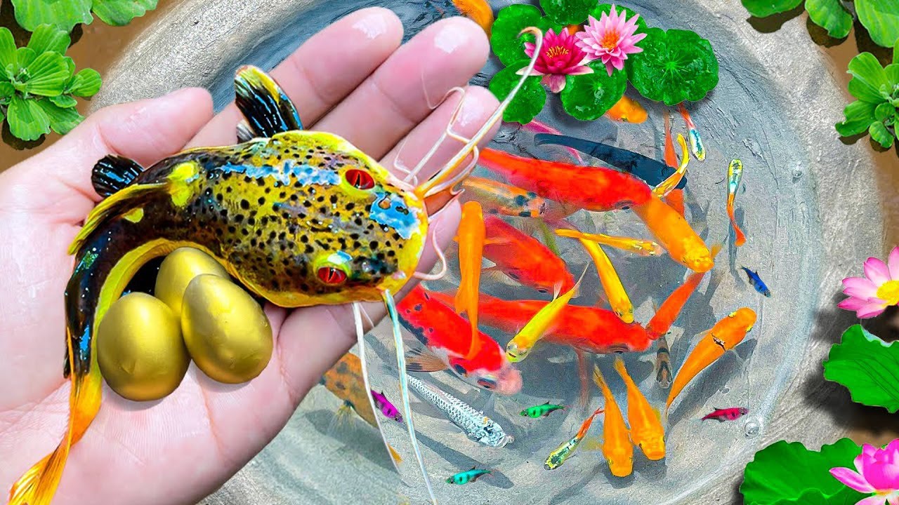 Amazing Catch Strange Fish In Tiny Ponds, Koi Fish, Butterfly Fish, Guppies, Cray Fish, Zebrafish