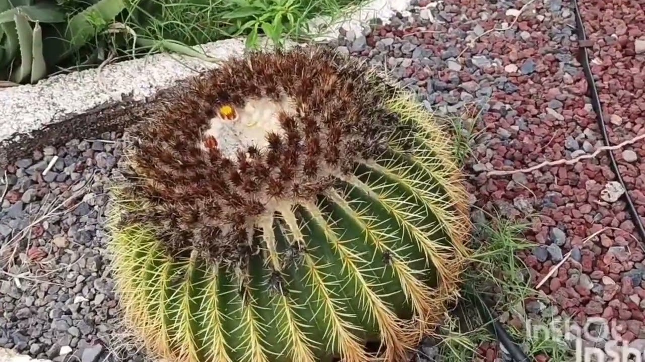 Flowers,plants,palms, rocks,flowerbeds,ocean — where is this?Цветы, растения, пальмы,океан  где это?