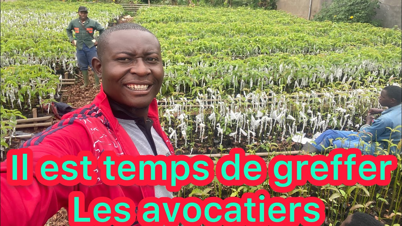 Quand greffer les avocatiers ? C’est maintenant qu’il faut greffer les avocatiers au Cameroun!