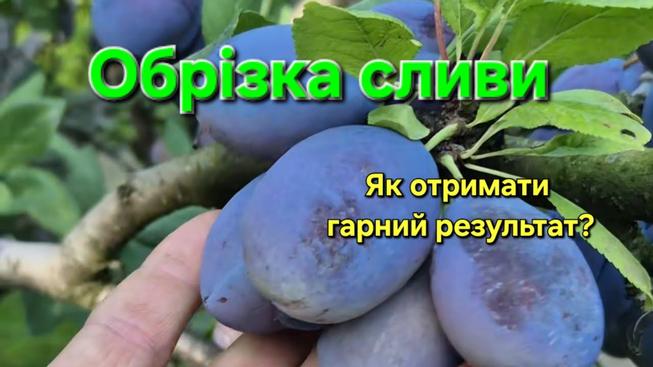Обрізка сливи на максимальне плодоношення. Що таке ростова та плодова брунька? 