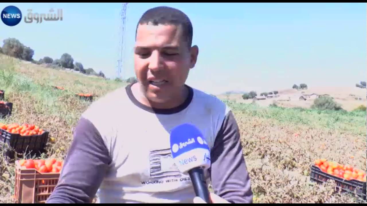 منتجو الطماطم الصناعية بسكيكدة يشتكون غياب اليد العاملة وقلّة الدعم