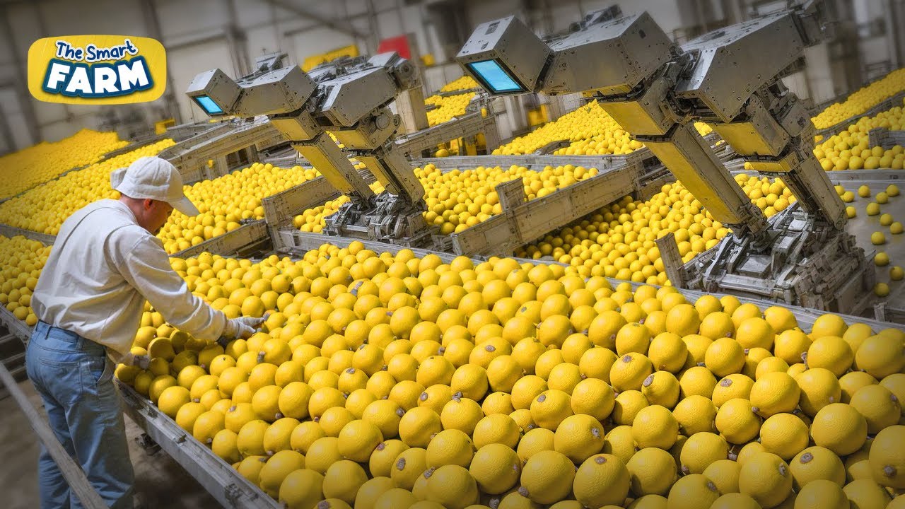 INCREDIBLE Lemons Smart Factory: Modern Methods For Harvesting and Sorting Lemons