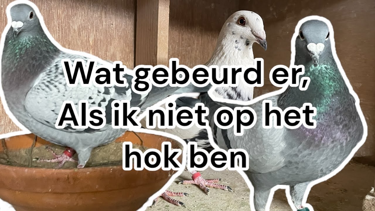 Wat gebeurd er als ik niet op het hok ben | Timelapse | Postduiven |