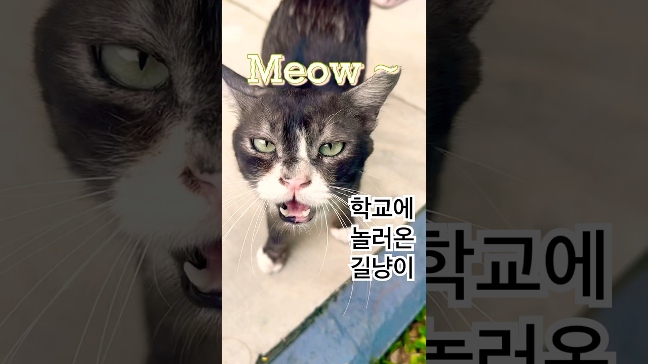 학교에 놀러온 길냥이 A Stray Cat at School #고양이 #길냥이 #cat #kucing #neko #shorts #cutecat #동물