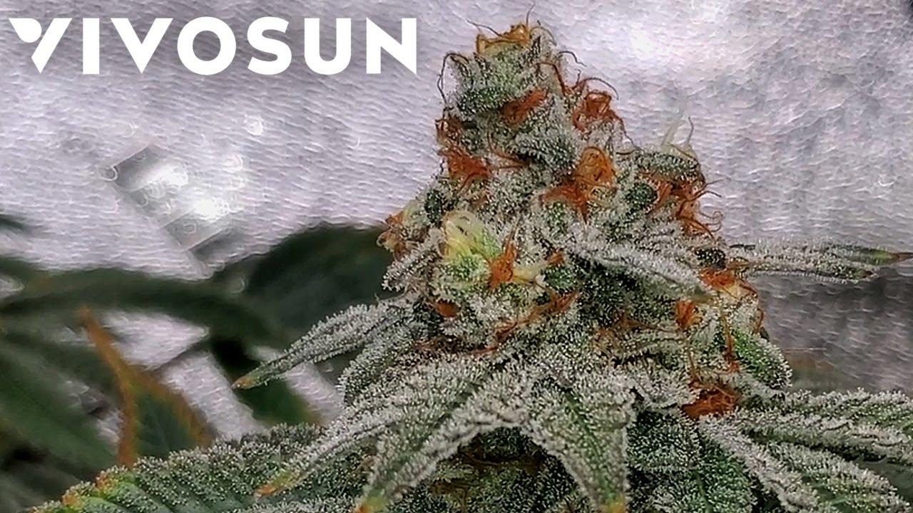Exotic Genetix Gary Poppins Final (Dry, Trim, Cure. Dry Weight) - Vivosun Grow EP6 | AreoLight 100W