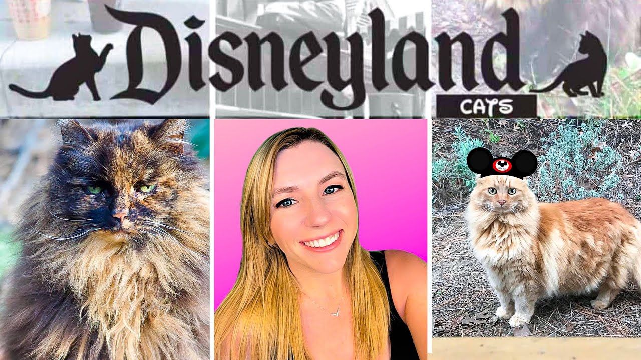 Disneyland Employs Cats to Guard the Park!