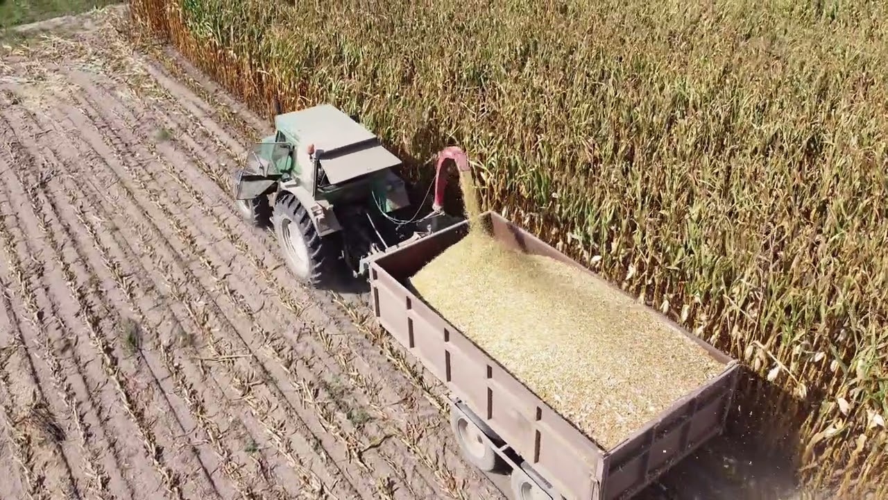 🌽Akcja kukurydza 2023🌽Oporowe cięcie kukurydzy na kiszonkę!! Deutz fahr & sieczkarnia mengele mb300🌽