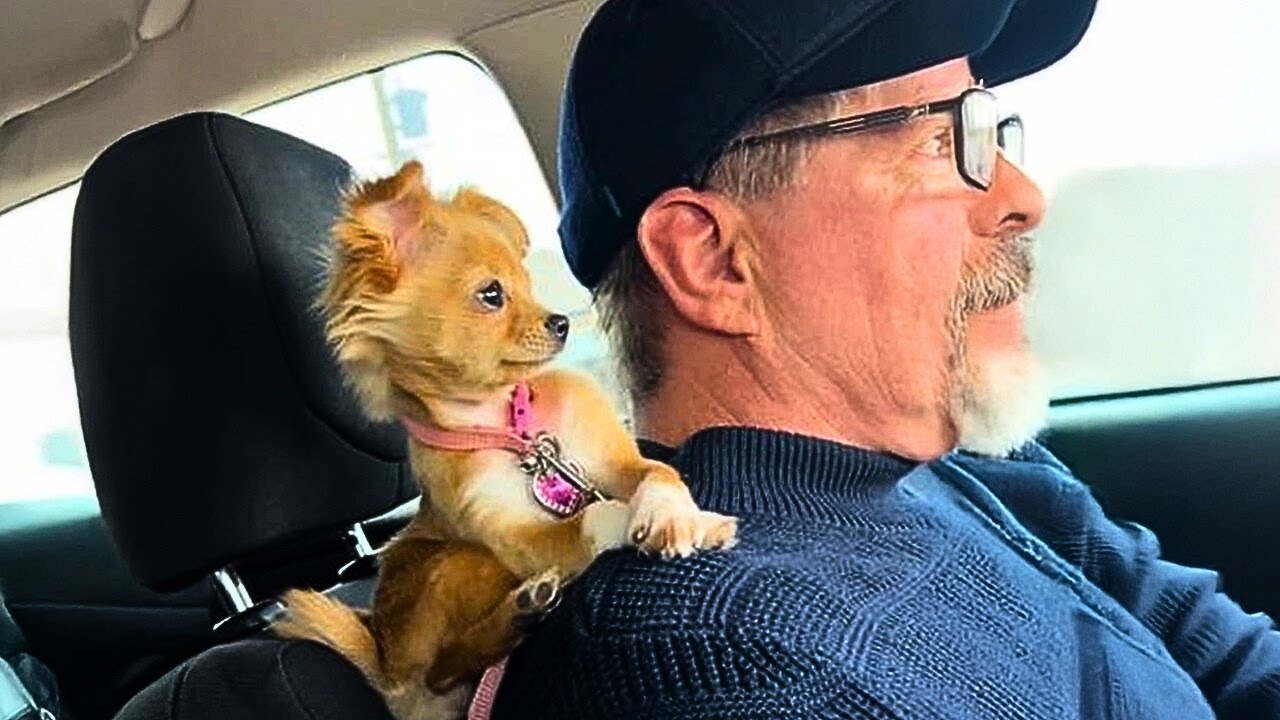 Эти забавные щенки просто невероятно милые 😍🐕 Самые смешные видео с животными