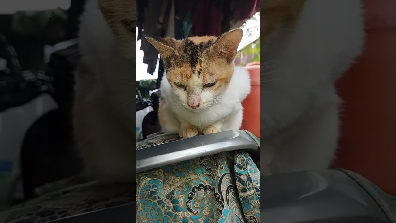 kucing kucing hadir