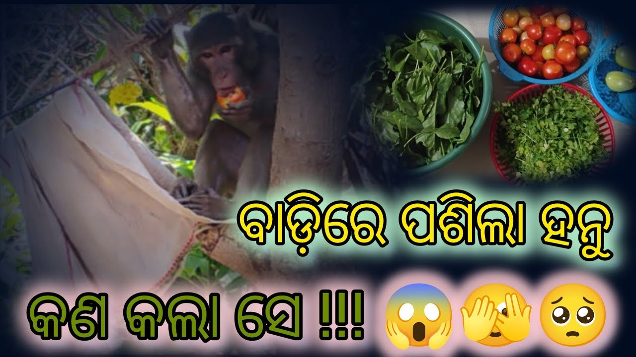 ବାଡ଼ିରେ ପଶିଲା ହନୁ // କଣ କଲା ସେ କଣ କହିବି !!! 🥺🥺🥺