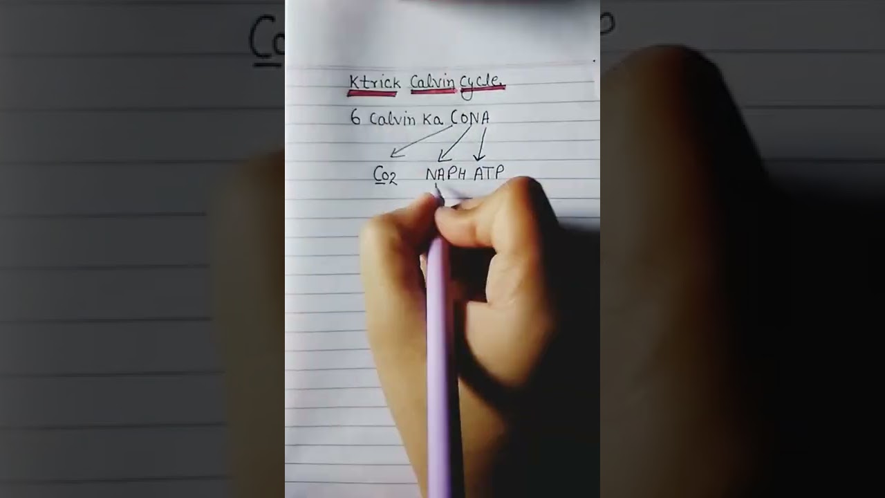 #ktrick Calvin cycle#short video