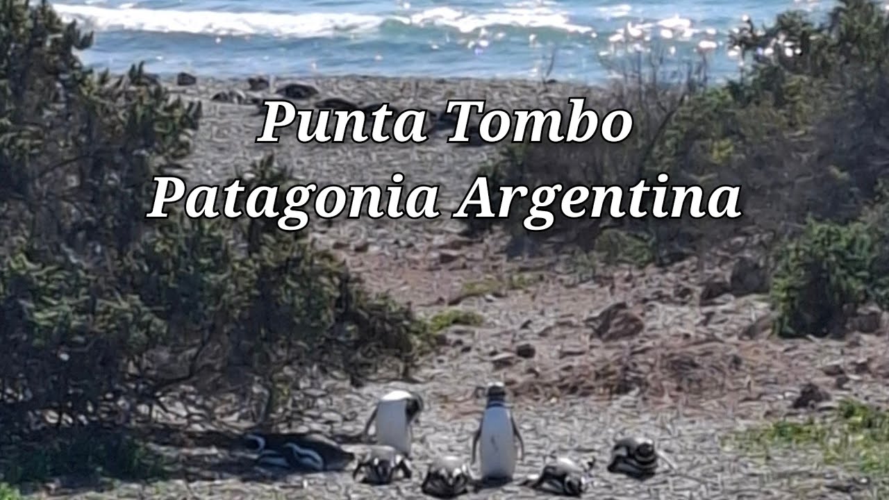 Punta Tombo, Chubut, Argentina: recorrida por la pinguinera