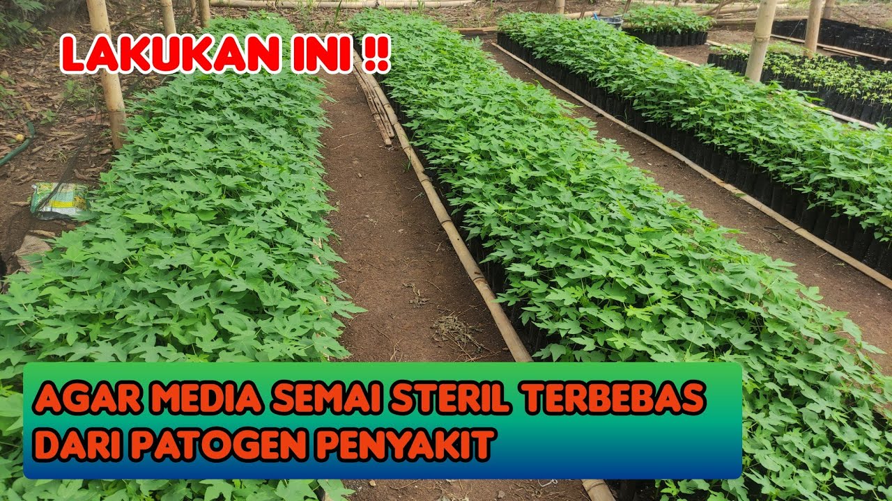 Cara agar bibit pepaya Tumbuh Subur bebas Penyakit Akar