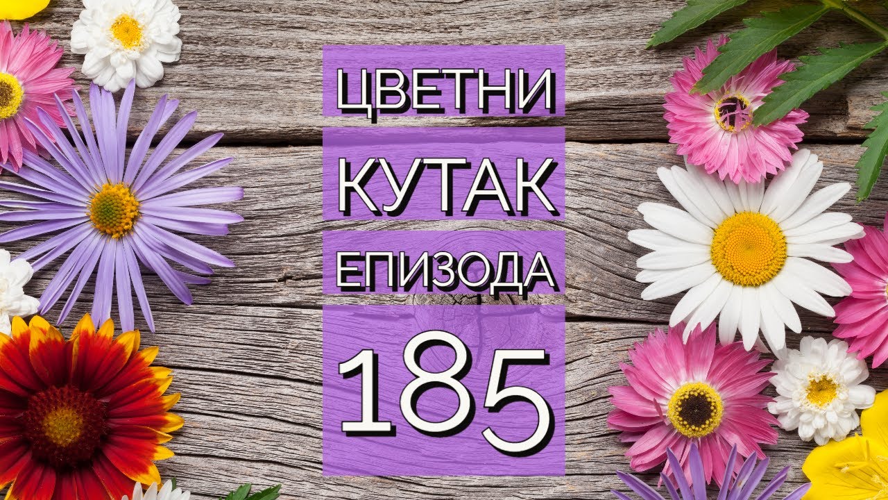 Cvetni kutak ep. 185 25.05.2023. Orezivanje magnolije, Dragutin Vouk, solanum, Rogot
