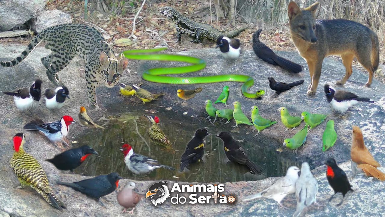 UMA SERPENTE 🐍 ENTRE AVES E ANIMAIS, SURPREENDEU! 🐍