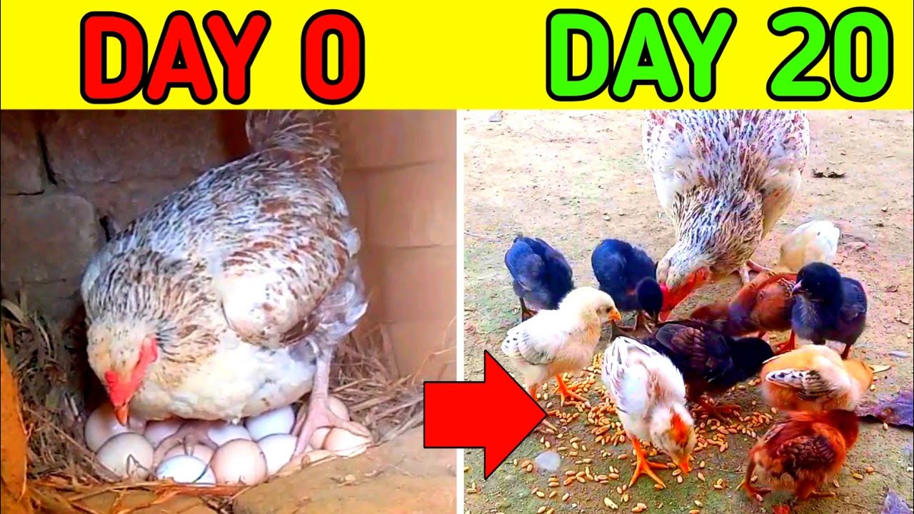 Eggs To Chicken 20 Days In One Video 🐣 | Eggs Hatching