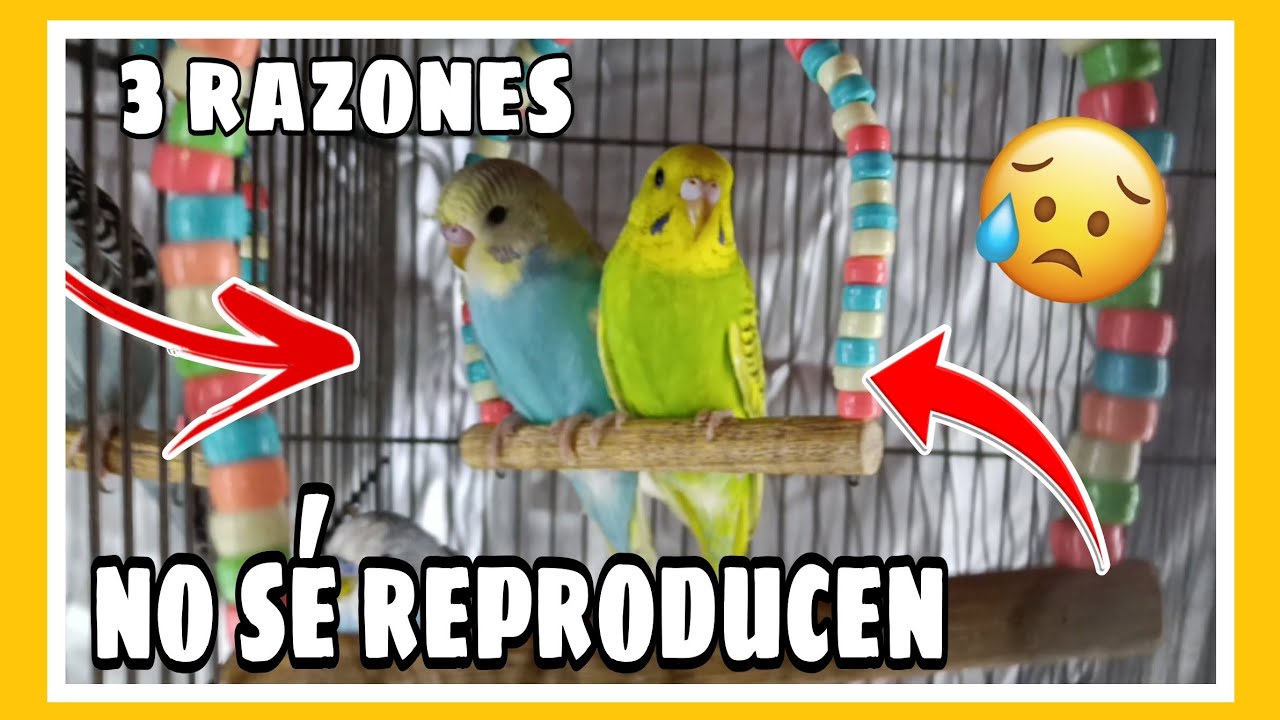 3 RAZONES DE PORQUE NO CRIAN